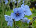 Malabar Hill Borage